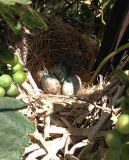 Mockingbird nest with eggs