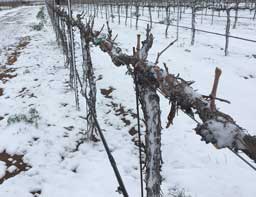Snow in the vines