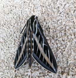 Sphinx moth	