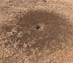 Ant mound awakens