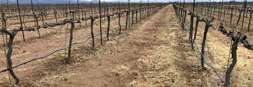 Pruned vines