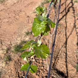 Budding leaves