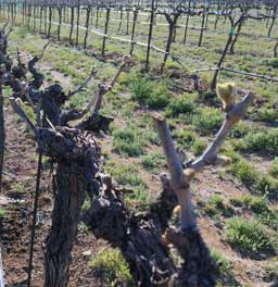 Sangiovese bud break