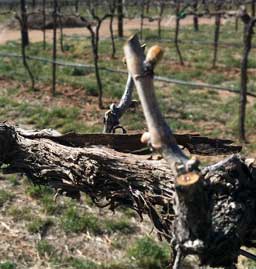 Swelling buds
