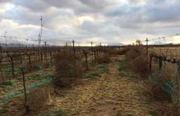 Tumbleweed in the vines